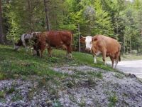 freilaufende Kühe - Bischofswiesen