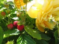 Golden Celebration with wild strawberries