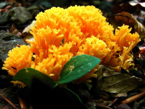 Yellow coral mushroom