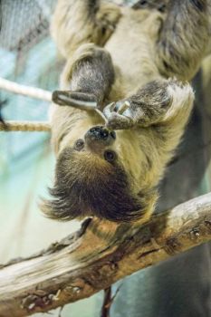 Solve Two-toed sloth facts for kids jigsaw puzzle online with 24 pieces