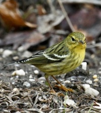 Blackpoll Warbler