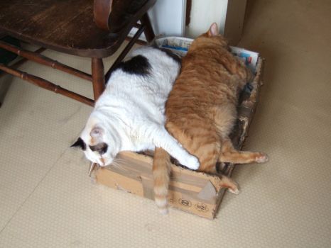 two cats on a crate … so happy