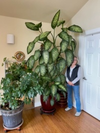 My other hobby - houseplants.  Dieffenbachia 6 years old