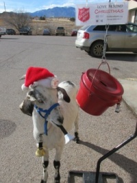 Pongo: Salvation Army Bellringer