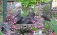 Starlings bathing