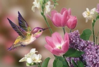 Hummingbirds (#2)