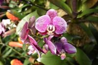 Orchid at Kew Gardens