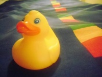 ducky
