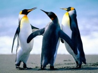 penguin trio