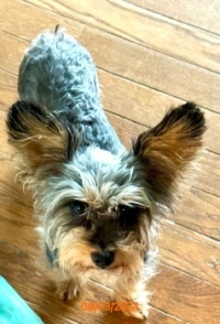 Ginger  IMG_1290
