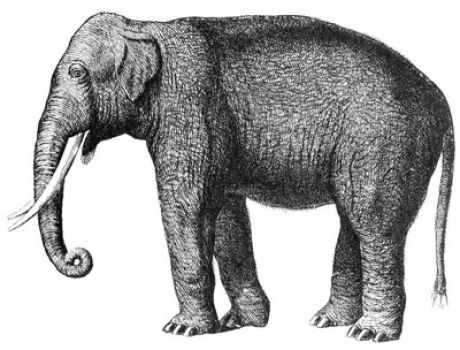 Elephant for Maya :)