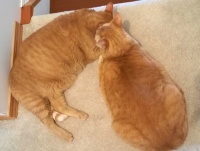 Papaya grooming Mango