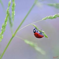 Are all ladybugs really ladies?