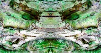 The Trees Have Eyes 