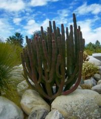 Palm Springs Cactus