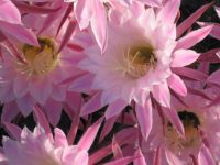 Easter Cactus Blossoms