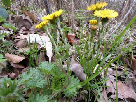 Series springflowers: Coltsfoot / Klein Hoefblad