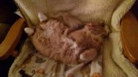 Catnapping