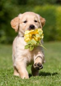 Cute Golden Pup :D