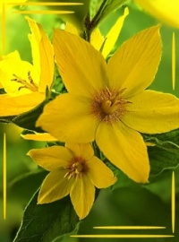 ☘️💛Bright yellow💛☘️