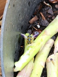 Surphid Flyl-Meromacrus acutus