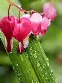 💦 Raindrops 💦