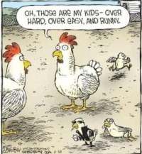 Chicken feed