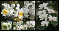 In the Still of the White