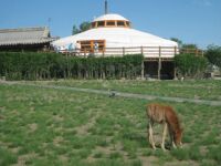 Three Camel Lodge (Gobi Desert, Mongolia) Orphan Pony