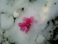 Another flower from Texas