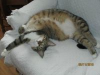 Lazy Dazey
