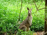 Kangaroo, Our Free Range Pet