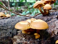 Fungus Finds