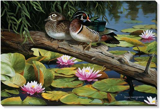 The Lilly Pond Wood Ducks