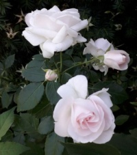 Růže pro Milenu
