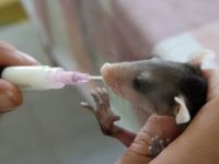 Baby opossum