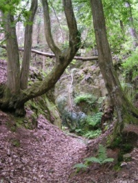 divočinou