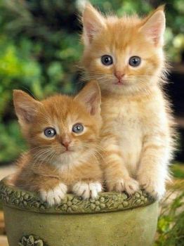 And In the Bowl They Went