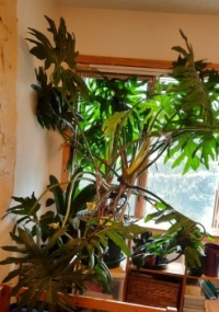 Houseplant - Philodendron Selloum 2025-06-02