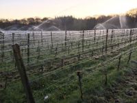 Wineyard