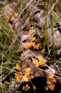 Witches Butter Recipe