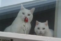 Smudge sniffing a rose