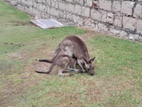 Mother and joey kangaroo