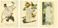 Maria Popova's  - The Divination  of the Birds - Audobon's birds and Maria's prose gives them voice.