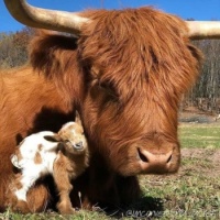 COW FAMILY