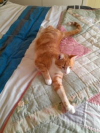 Plenty of room on this bed.