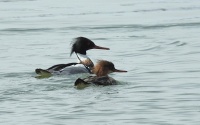 red-breasted mergansers