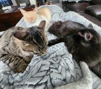 Nap time at my house