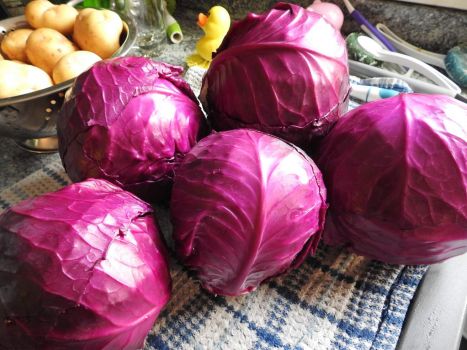 Blue Cabbages