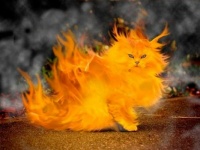 Cat on Fire